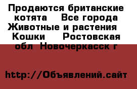 Продаются британские котята  - Все города Животные и растения » Кошки   . Ростовская обл.,Новочеркасск г.